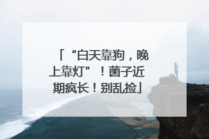 “白天靠狗，晚上靠灯”！菌子近期疯长！别乱捡