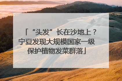 “头发”长在沙地上？宁夏发现大规模国家一级保护植物发菜群落