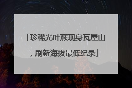 珍稀光叶蕨现身瓦屋山，刷新海拔最低纪录