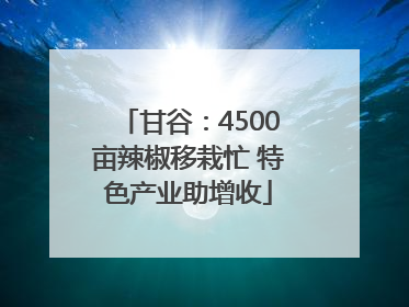 甘谷：4500亩辣椒移栽忙 特色产业助增收