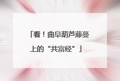 看！曲阜葫芦藤蔓上的“共富经”