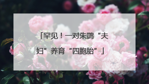罕见！一对朱鹮“夫妇”养育“四胞胎”