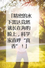 精密的水下雷达竟然就长在海豹脸上，科学家直呼“真香”！