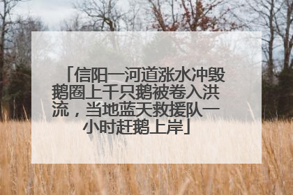 信阳一河道涨水冲毁鹅圈上千只鹅被卷入洪流，当地蓝天救援队一小时赶鹅上岸