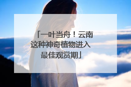 一叶当舟！云南这种神奇植物进入最佳观赏期