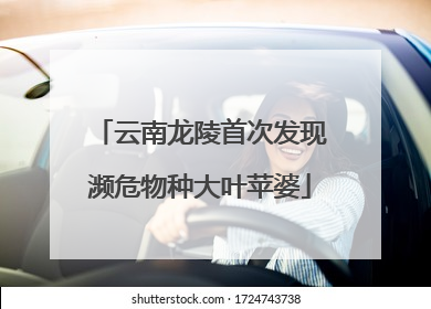 云南龙陵首次发现濒危物种大叶苹婆