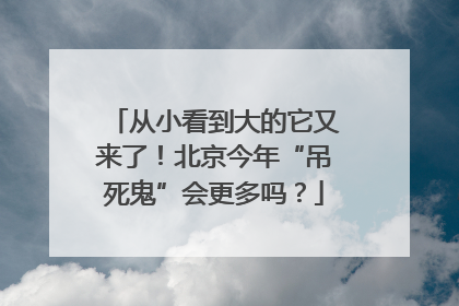 从小看到大的它又来了！北京今年“吊死鬼”会更多吗？