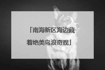 南海新区海边藏着绝美鸟浪奇观