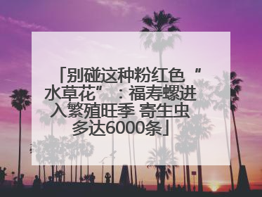 别碰这种粉红色“水草花”：福寿螺进入繁殖旺季 寄生虫多达6000条
