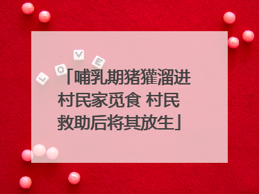 哺乳期猪獾溜进村民家觅食 村民救助后将其放生