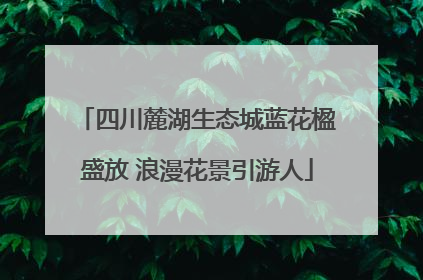 四川麓湖生态城蓝花楹盛放 浪漫花景引游人