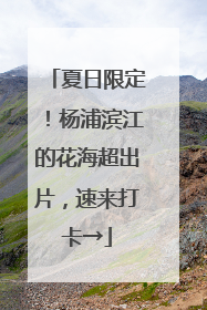 夏日限定！杨浦滨江的花海超出片，速来打卡→
