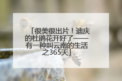 很美很出片！迪庆的杜鹃花开好了——有一种叫云南的生活之365天