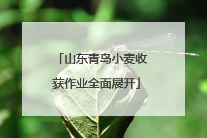 山东青岛小麦收获作业全面展开