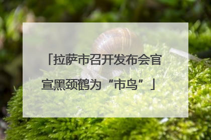 拉萨市召开发布会官宣黑颈鹤为“市鸟”