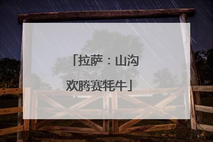拉萨：山沟欢腾赛牦牛