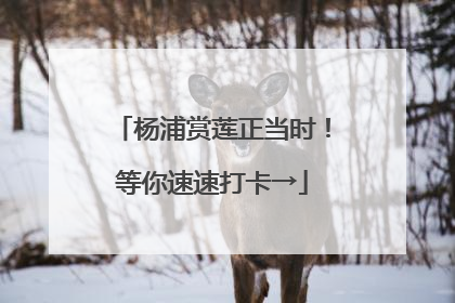 杨浦赏莲正当时！等你速速打卡→