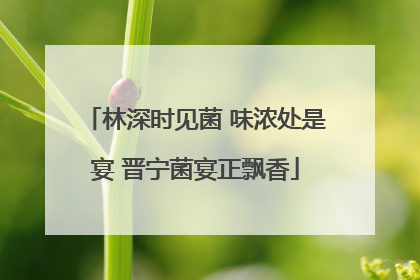 林深时见菌 味浓处是宴 晋宁菌宴正飘香