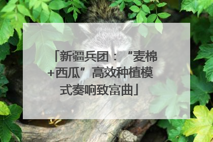 新疆兵团：“麦棉+西瓜”高效种植模式奏响致富曲