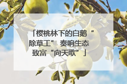 樱桃林下的白鹅“除草工” 奏响生态致富“向天歌”