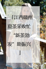 江西赣州夏茶采收忙 “新茶勃发”助振兴