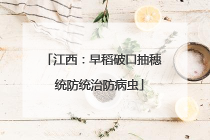 江西：早稻破口抽穗 统防统治防病虫