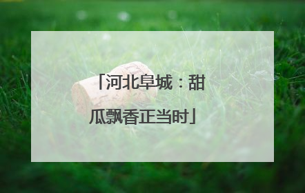 河北阜城：甜瓜飘香正当时
