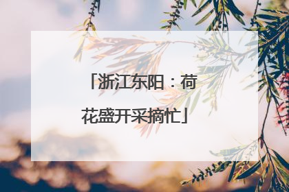 浙江东阳：荷花盛开采摘忙
