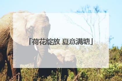 荷花绽放 夏意满塘