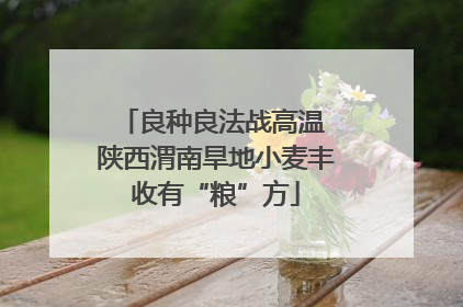 良种良法战高温 陕西渭南旱地小麦丰收有“粮”方
