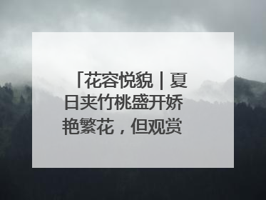 花容悦貌｜夏日夹竹桃盛开娇艳繁花，但观赏时“碰不得”