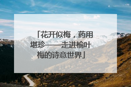 花开似梅，药用堪珍——走进榆叶梅的诗意世界