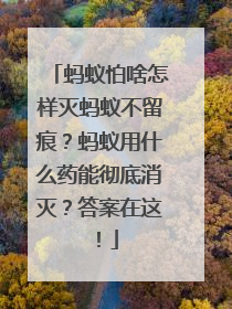 蚂蚁怕啥怎样灭蚂蚁不留痕？蚂蚁用什么药能彻底消灭？答案在这！