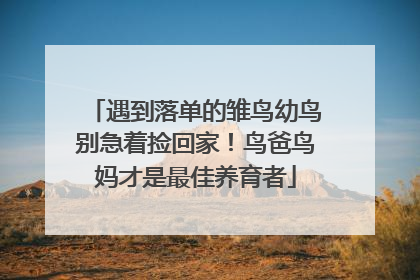遇到落单的雏鸟幼鸟别急着捡回家！鸟爸鸟妈才是最佳养育者
