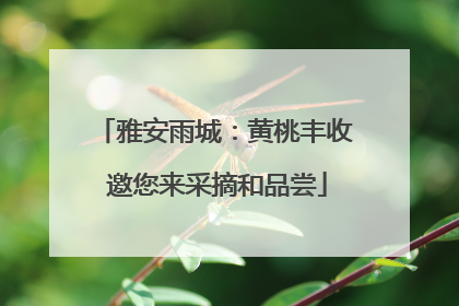 雅安雨城：黄桃丰收 邀您来采摘和品尝