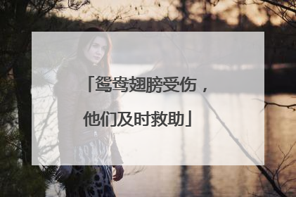 鸳鸯翅膀受伤，他们及时救助