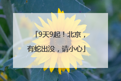 9天9起！北京，有蛇出没，请小心